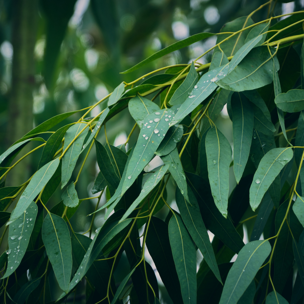 Certified Organic Eucalyptus Essential Oil