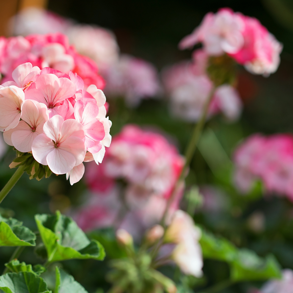 Certified Organic Geranium Essential Oil