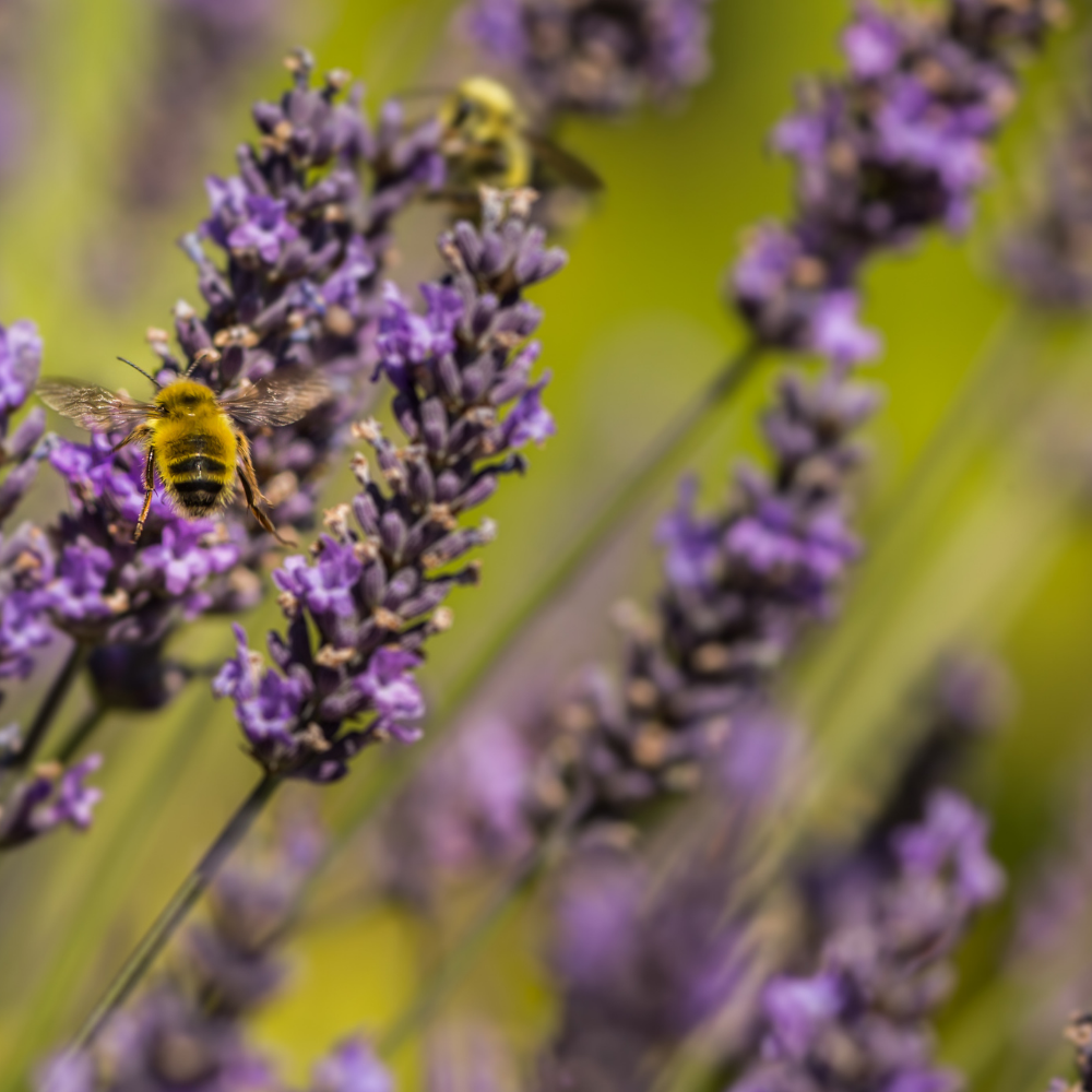 Certified Organic Lavandin Grosso Essential Oil