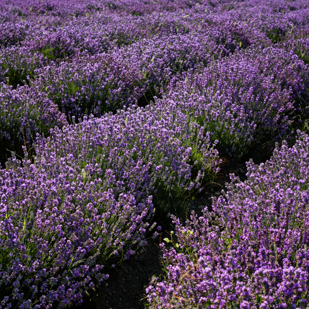 Certified Organic Lavender Bulgarian Essential Oil