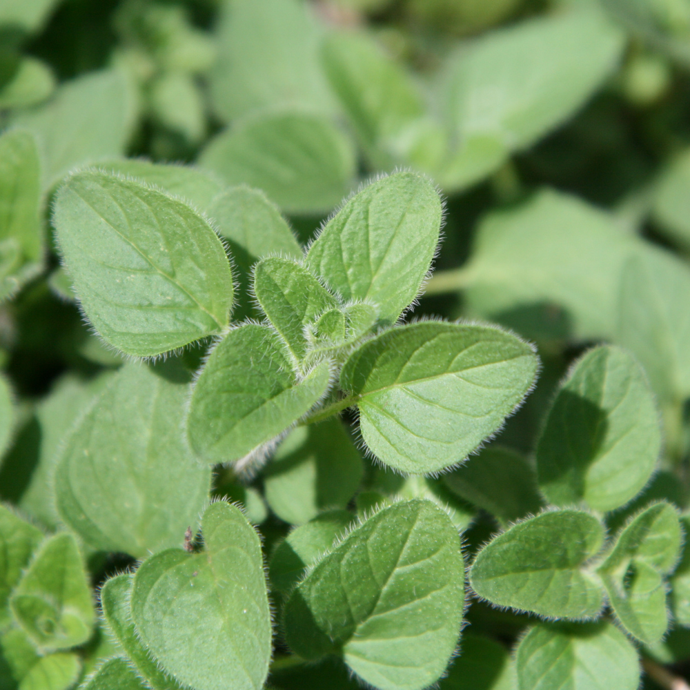 Certified Organic Oregano Essential Oil