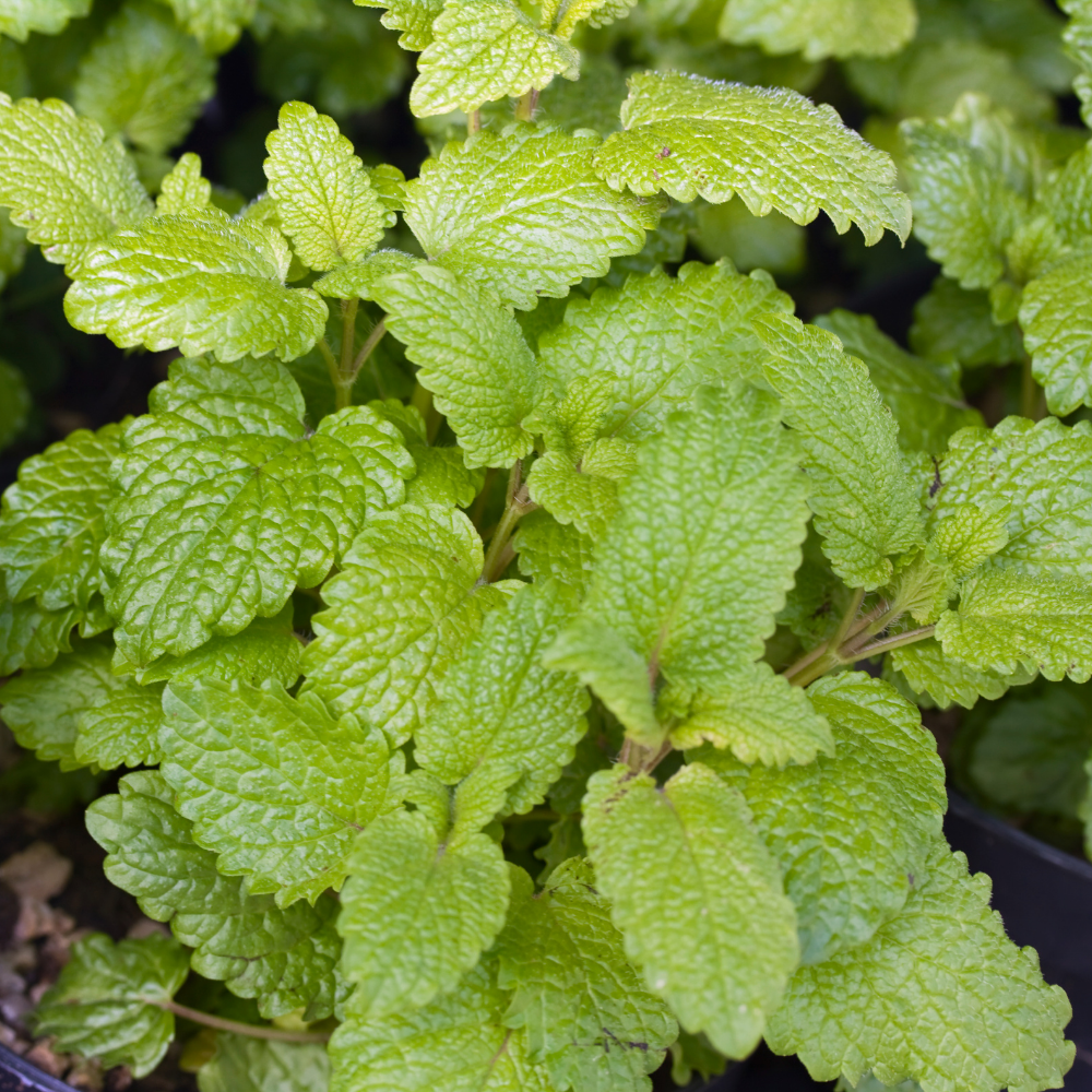 Certified Organic Spearmint Essential Oil