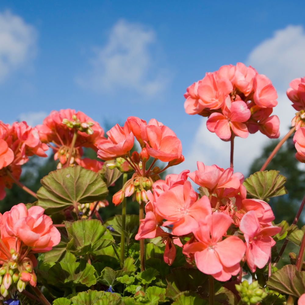 Geranium Essential Oil