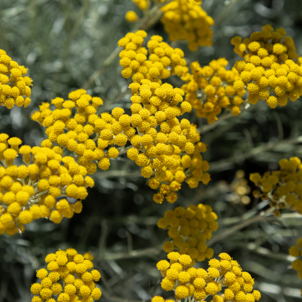 Helichrysum Essential Oil