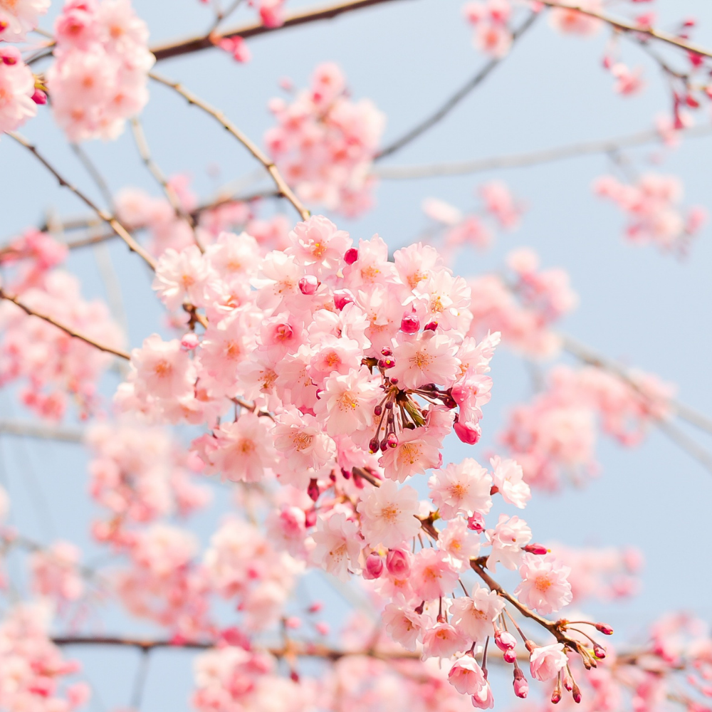 Japanese Cherry Blossom Fragrance Oil