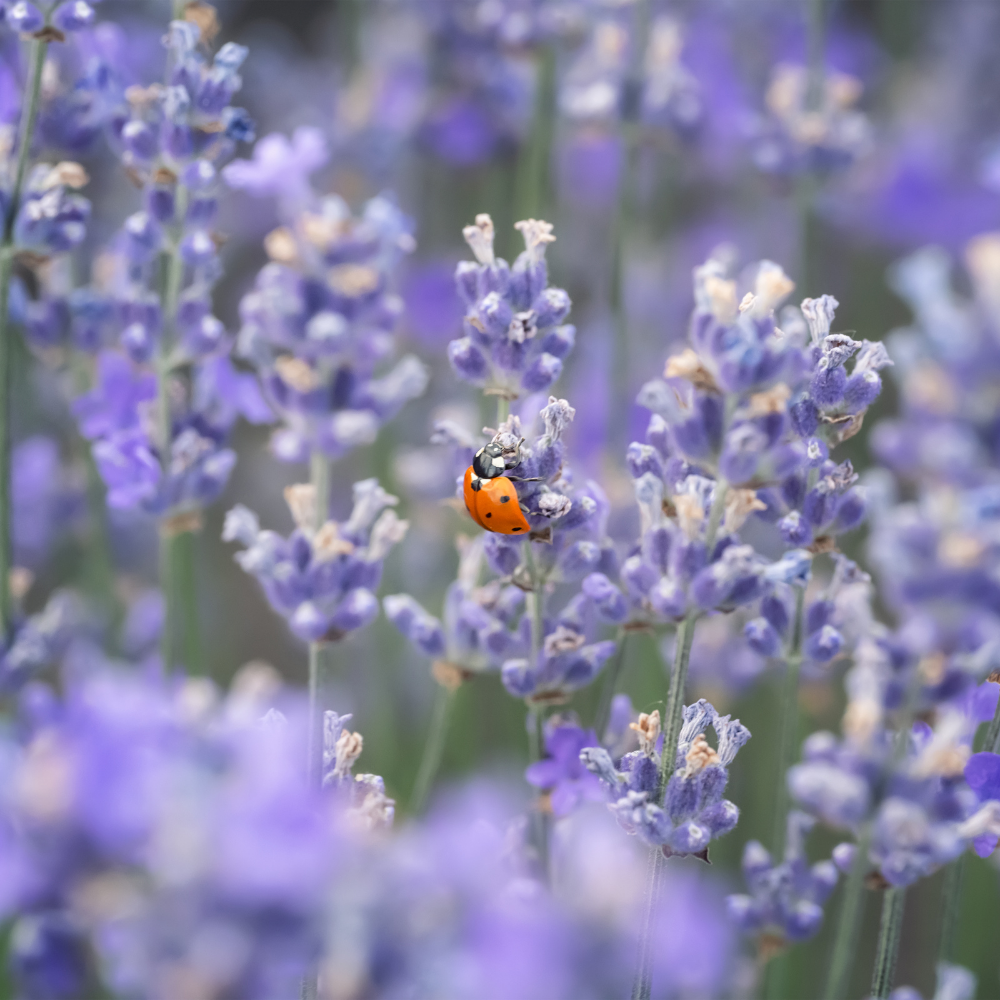 Lavender Bulgarian Essential Oil