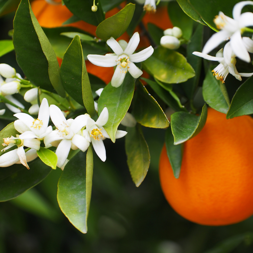 Neroli Essential Oil - Orange Blossom Oil