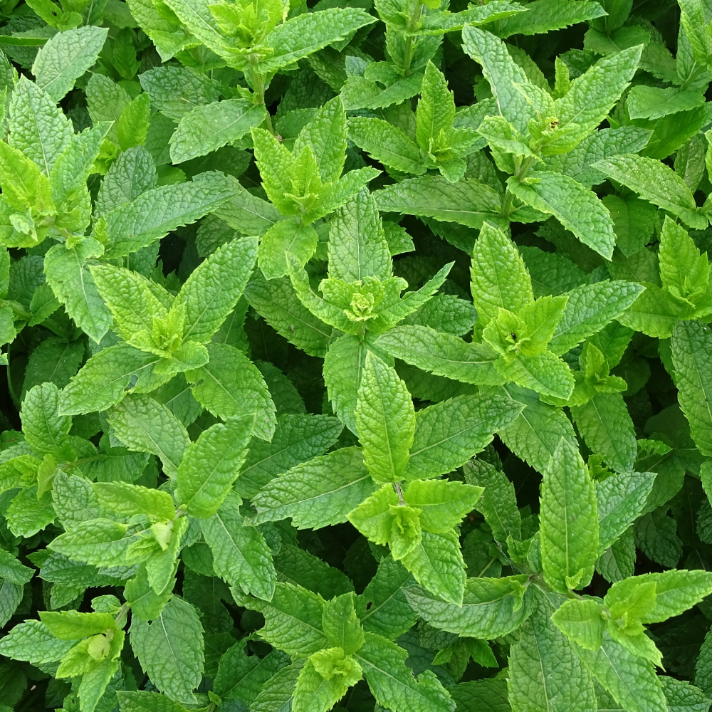 Peppermint (India) Essential Oil