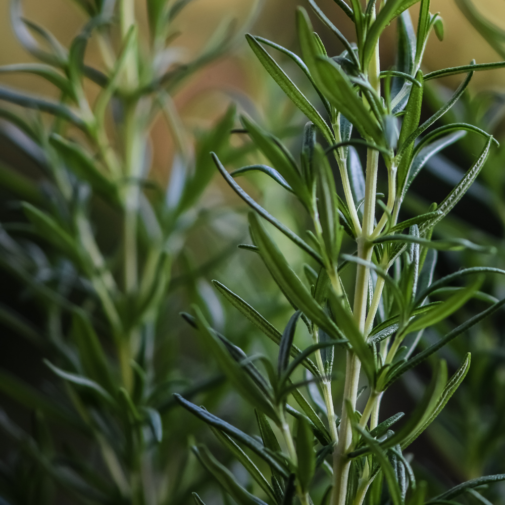 Rosemary Spanish Essential Oil