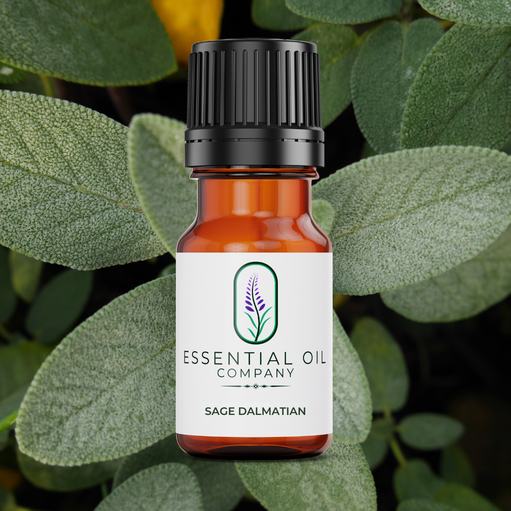 Sage Essential Oil Dalmatian