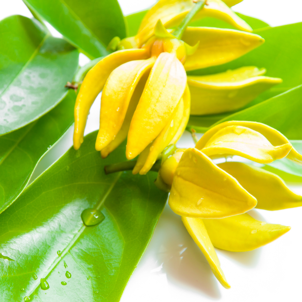 Ylang Ylang III Essential Oil