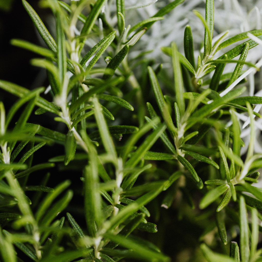 Rosemary Spanish Essential Oil