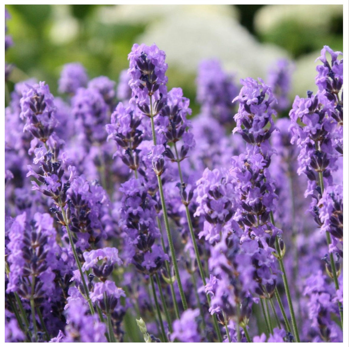 Essential Oils | The Essential Oil Company - Pure and Aromatic Oils
