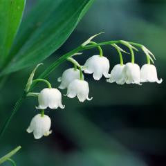 Buy Online Lily Of The Valley Essential Oil at Low Price